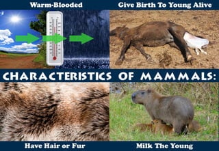 Science - All About Animals 2