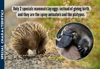 Science - All About Animals 2