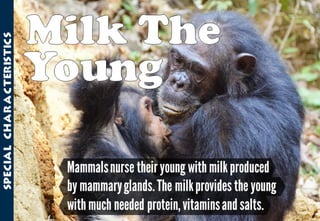 Science - All About Animals 2