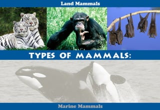 Science - All About Animals 2