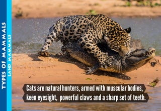 Science - All About Animals 2