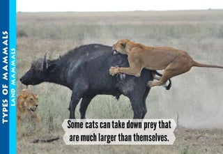 Science - All About Animals 2