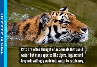 Science - All About Animals 2