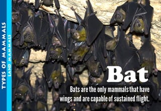 Science - All About Animals 2