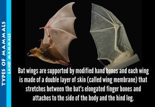 Science - All About Animals 2