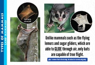 Science - All About Animals 2