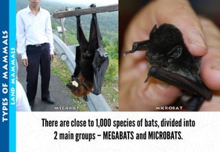 Science - All About Animals 2