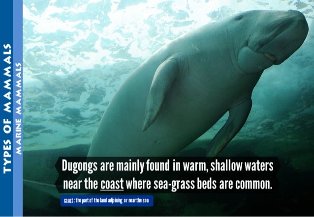 Science - All About Animals 2