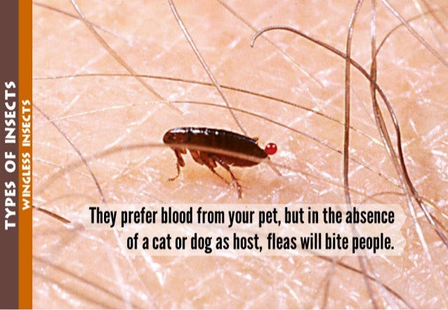 Science - All About Animals 2