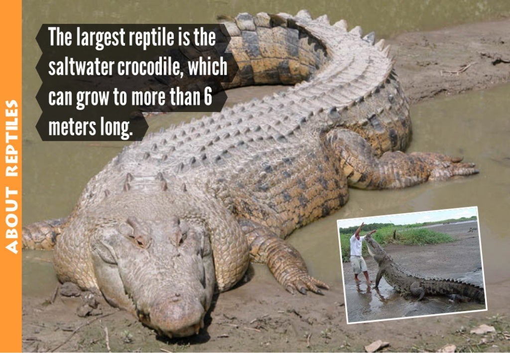 ABQUT REPTILE5 The largest reptile
