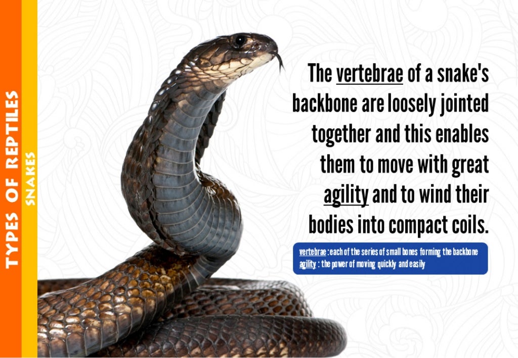 The vertebrae of a snake's