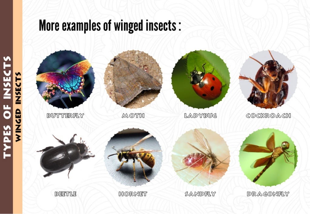 WINCED INSECTS More examples of