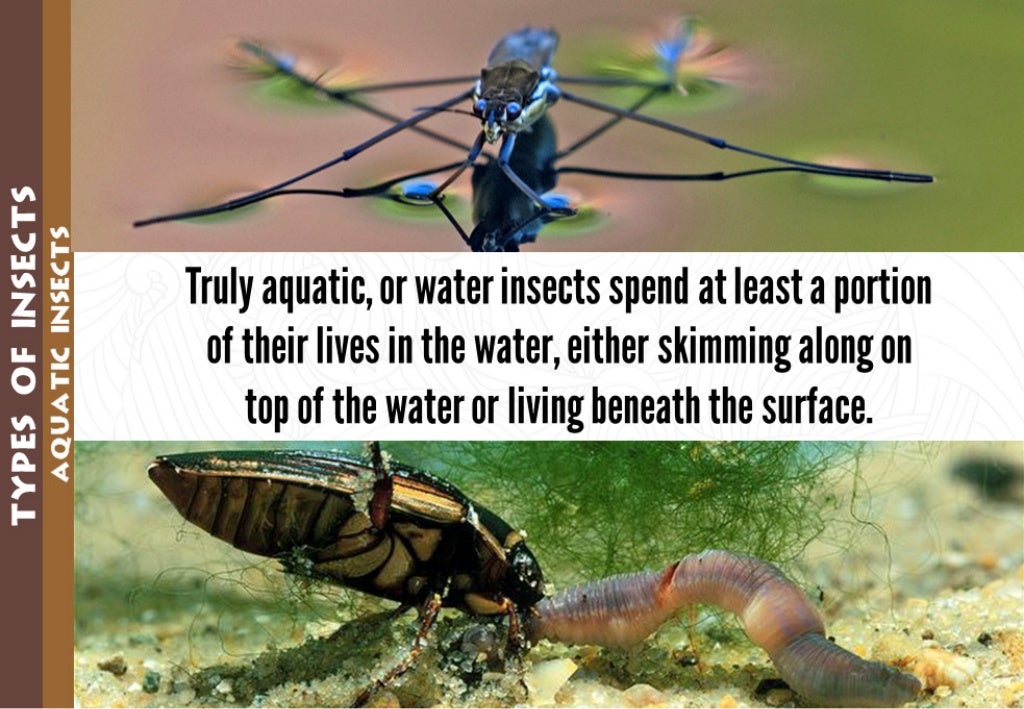 TYPES OF INSECTS AQUATIC INSECTS