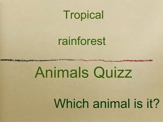 Which animal is it?
Tropical
rainforest
Animals Quizz
 
