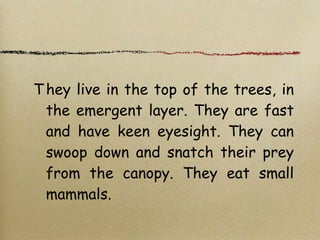 T hey live in the top of the trees, in
the emergent layer. They are fast
and have keen eyesight. They can
swoop down and snatch their prey
from the canopy. They eat small
mammals.
 
