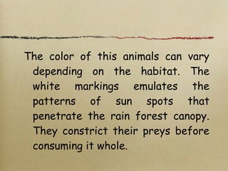 The color of this animals can vary
depending on the habitat. The
white markings emulates the
patterns of sun spots that
penetrate the rain forest canopy.
They constrict their preys before
consuming it whole.
 