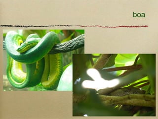 boa
 