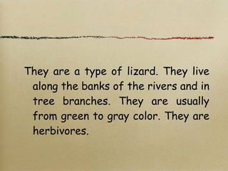 They are a type of lizard. They live
along the banks of the rivers and in
tree branches. They are usually
from green to gray color. They are
herbivores.
 