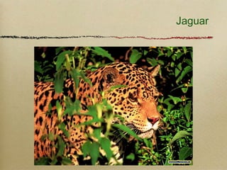 Jaguar
 