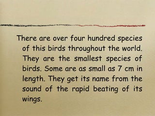 There are over four hundred species
of this birds throughout the world.
They are the smallest species of
birds. Some are as small as 7 cm in
length. They get its name from the
sound of the rapid beating of its
wings.
 