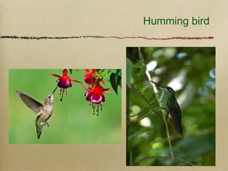 Humming bird
 