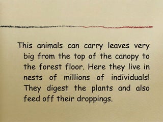 This animals can carry leaves very
big from the top of the canopy to
the forest floor. Here they live in
nests of millions of individuals!
They digest the plants and also
feed off their droppings.
 