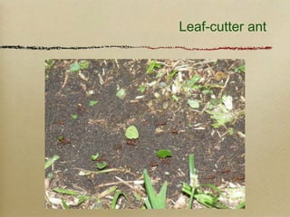 Leaf-cutter ant
 