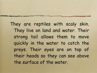 They are reptiles with scaly skin.
They live on land and water. Their
strong tail allows them to move
quickly in the water to catch the
preys. Their eyes are on top of
their heads so they can see above
the surface of the water.
 