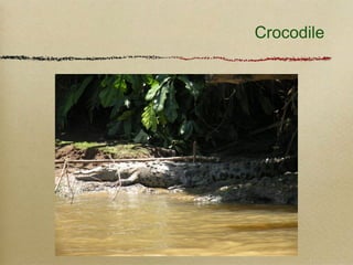 Crocodile
 