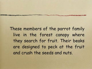 These members of the parrot family
live in the forest canopy where
they search for fruit. Their beaks
are designed to peck at the fruit
and crush the seeds and nuts.
 