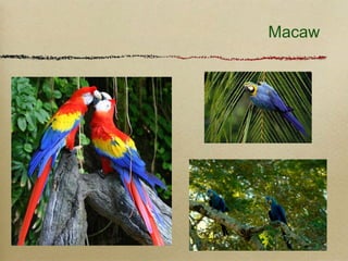 Macaw
 