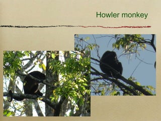 Howler monkey
 