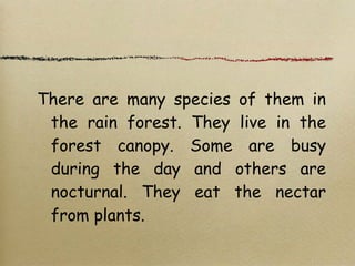 There are many species of them in
the rain forest. They live in the
forest canopy. Some are busy
during the day and others are
nocturnal. They eat the nectar
from plants.
 