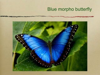 Blue morpho butterfly
 