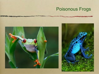 Poisonous Frogs
 