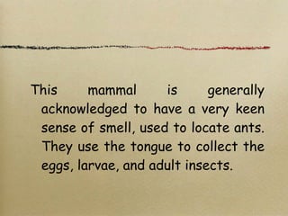 This mammal is generally
acknowledged to have a very keen
sense of smell, used to locate ants.
They use the tongue to collect the
eggs, larvae, and adult insects.
 