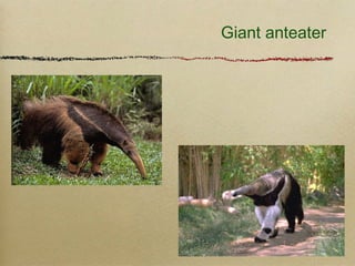 Giant anteater
 