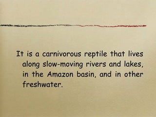 It is a carnivorous reptile that lives
along slow-moving rivers and lakes,
in the Amazon basin, and in other
freshwater.
 