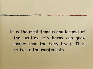 It is the most famous and largest of
the beetles. His horns can grow
longer than the body itself. It is
native to the rainforests.
 