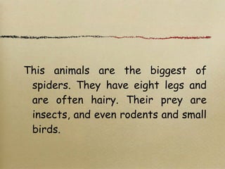This animals are the biggest of
spiders. They have eight legs and
are often hairy. Their prey are
insects, and even rodents and small
birds.
 