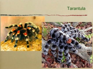 Tarantula
 