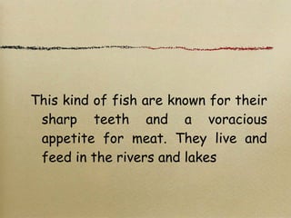 This kind of fish are known for their
sharp teeth and a voracious
appetite for meat. They live and
feed in the rivers and lakes
 