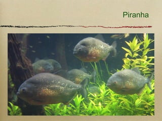 Piranha
 