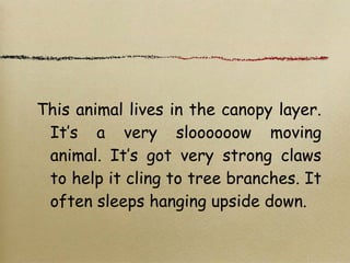 This animal lives in the canopy layer.
It’s a very sloooooow moving
animal. It’s got very strong claws
to help it cling to tree branches. It
often sleeps hanging upside down.
 