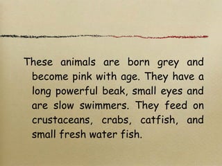 These animals are born grey and
become pink with age. They have a
long powerful beak, small eyes and
are slow swimmers. They feed on
crustaceans, crabs, catfish, and
small fresh water fish.
 