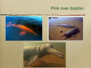Pink river dolphin
 