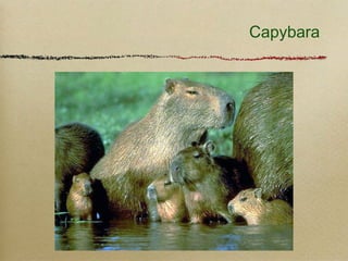 Capybara
 