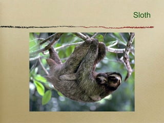 Sloth
 