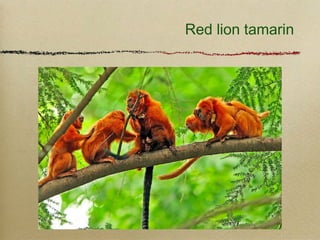 Red lion tamarin
 