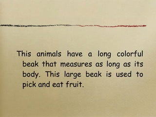 This animals have a long colorful
beak that measures as long as its
body. This large beak is used to
pick and eat fruit.
 